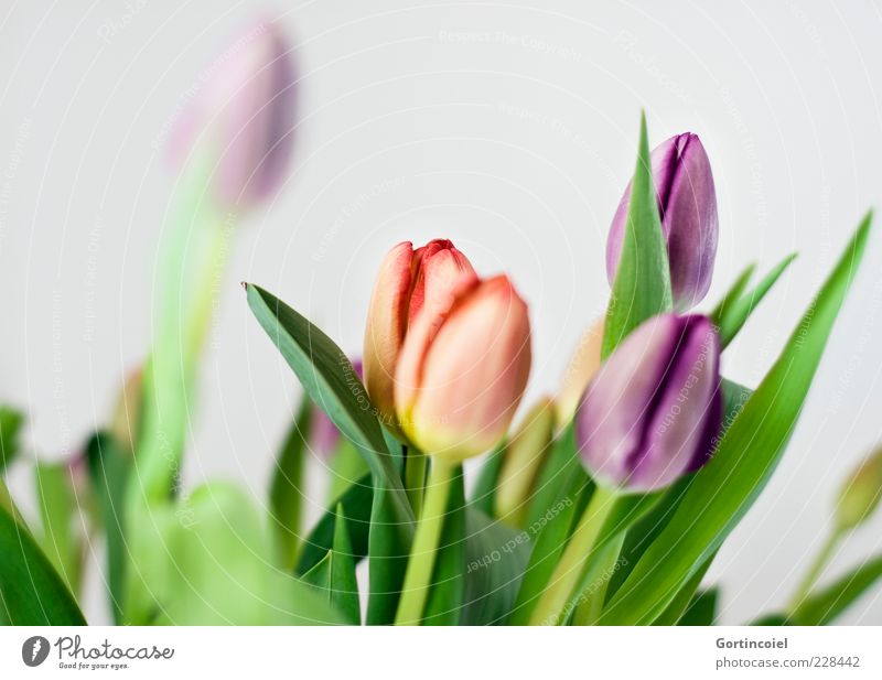 Noch mehr Frühling Blume Tulpe Blatt Blüte Dekoration & Verzierung frisch schön mehrfarbig Tulpenblüte Blumenstrauß Farbfoto Innenaufnahme Freisteller
