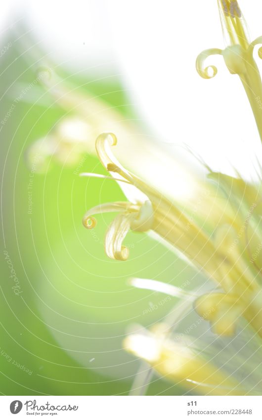 Sonnenlicht & Frühlingswärme Natur Pflanze Sommer Schönes Wetter Blume Blüte ästhetisch Duft elegant exotisch frisch glänzend hell schön klein nah gelb grün