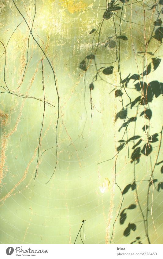 Mogli was here exotisch Pflanze Efeu Blatt Ranke Bochum alt ästhetisch grün Natur Wandel & Veränderung Außenaufnahme Menschenleer Textfreiraum links Abend Licht