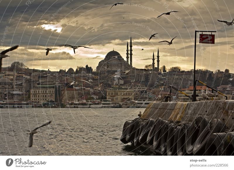Konstantin 0111 Istanbul Hafenstadt Stadtzentrum Altstadt Skyline bevölkert Haus Gebäude Tier Wildtier Vogel Tiergruppe fliegen Fressen Türkei Moschee Minarett