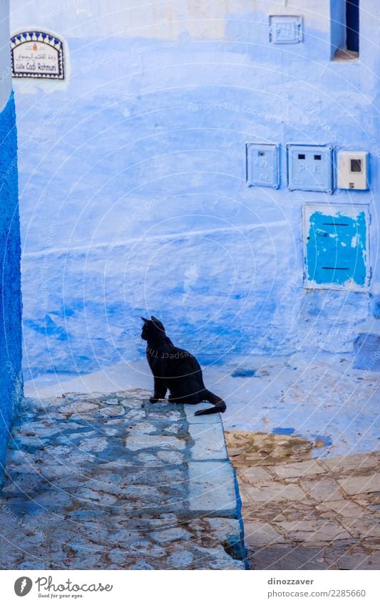 Schwarze Katze in der blauen Stadt, Chefchaouen Haus Kultur Dorf Gebäude Architektur Treppe Straße alt sitzen schwarz Farbe Tradition Marokko Afrika Eckstoß