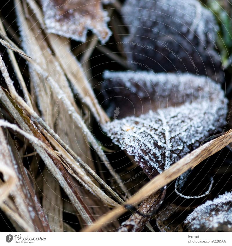 Zurück zum Frost Umwelt Natur Pflanze Winter Eis Gras Blatt kalt gefroren Eiskristall Blattadern Farbfoto Gedeckte Farben Außenaufnahme Nahaufnahme