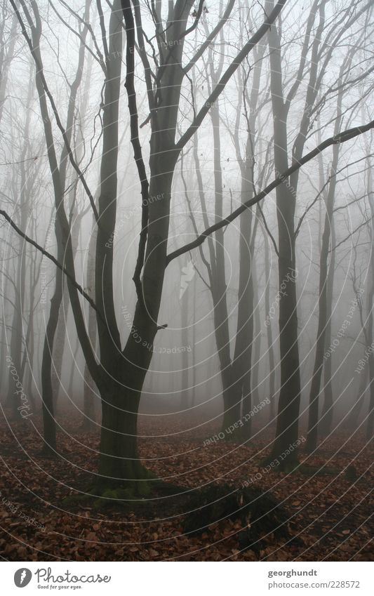 Märchenwald Umwelt Natur Landschaft Pflanze Luft Herbst Winter Wetter Nebel Baum Wildpflanze Wald ästhetisch authentisch fantastisch gruselig natürlich braun
