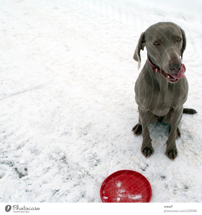 Trainee Winter Schnee Tier Hund 1 Zeichen authentisch frisch positiv rot Tatkraft Vertrauen Verlässlichkeit Ausdauer Partnerschaft Gefühle Lebensfreude Pause