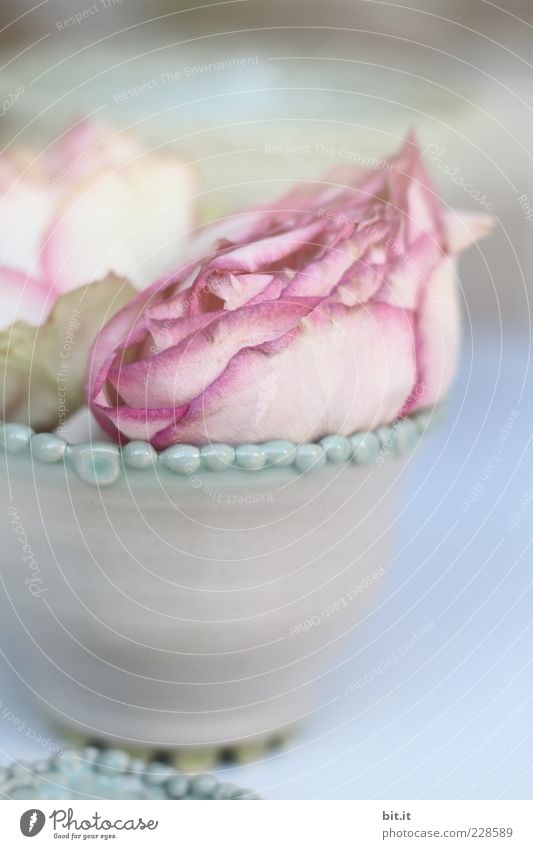 Rosenduft... Sinnesorgane Erholung Meditation Häusliches Leben Feste & Feiern Taufe Blume Blüte Blühend Kitsch rosa Romantik Ton Topf Blumenvase