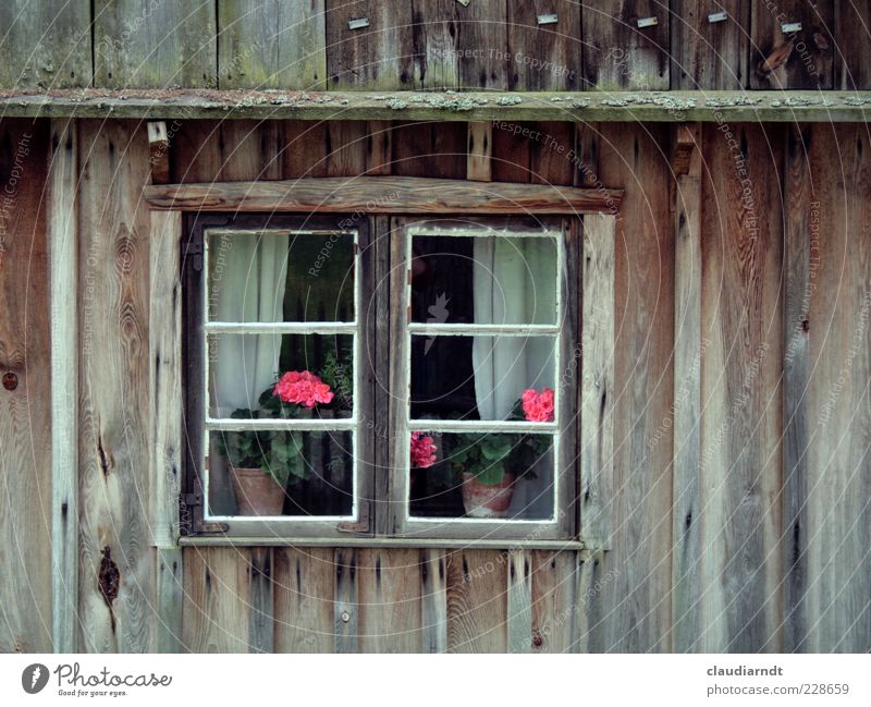 Flowers in the window Blume Topfpflanze Haus Hütte Gebäude Fassade Fenster alt Pelargonie Holzhaus Sprossenfenster Gardine Fensterscheibe Fensterrahmen