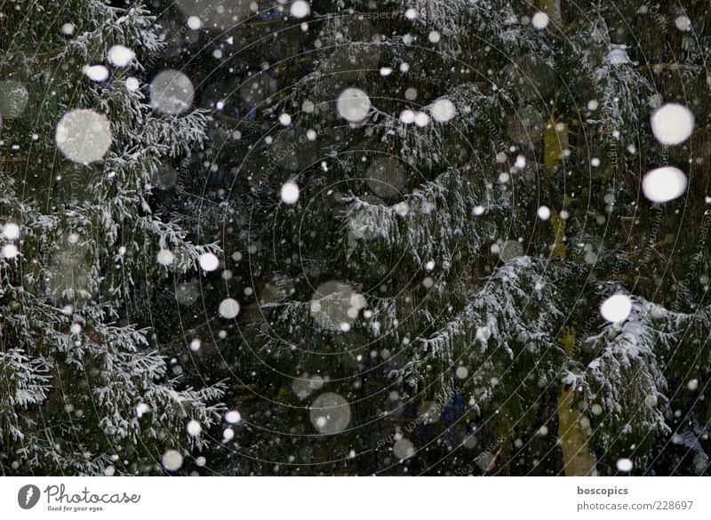 es schneit Umwelt Natur Klima Wetter schlechtes Wetter Schnee Schneefall Baum chaotisch Farbfoto Außenaufnahme Nacht Blitzlichtaufnahme Zentralperspektive