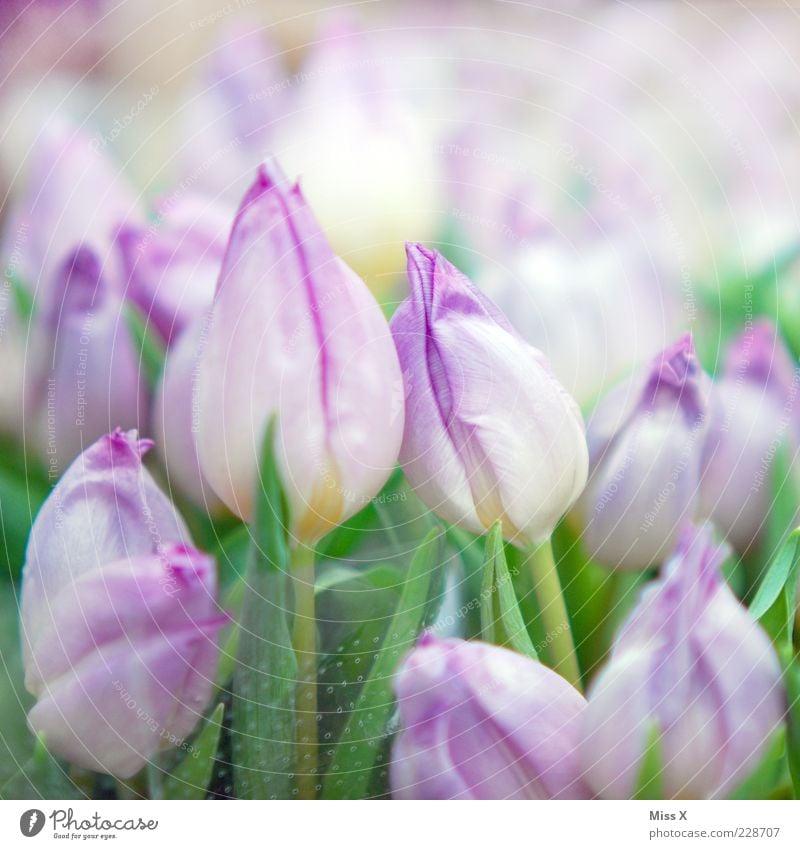 Mädchenfoto deluxe im Quadrat Natur Pflanze Frühling Blume Tulpe Blatt Blüte Blühend Duft Wachstum frisch violett Kitsch Blumenstrauß Farbfoto mehrfarbig