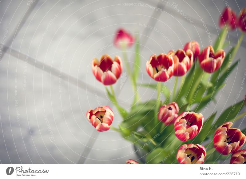 Tulpen im Bad Frühling Blume Blühend ästhetisch Blumenstrauß rot Farbfoto Innenaufnahme Textfreiraum links Schwache Tiefenschärfe Boden Unschärfe Menschenleer