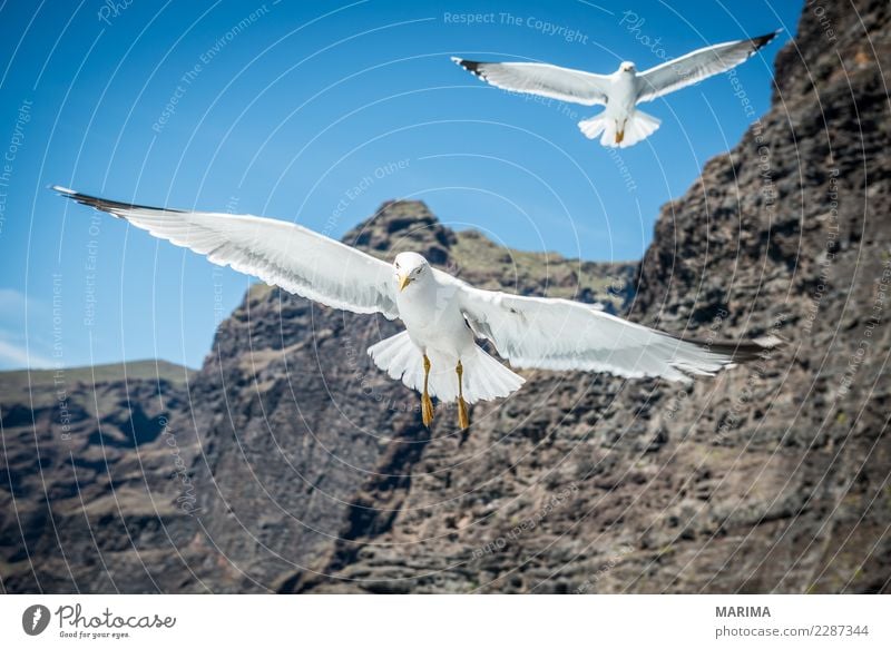 gull feeding Ferien & Urlaub & Reisen Natur Tier Küste Meer Vogel 2 Schwarm fliegen Africa Canary Islands Europa Möwe Los Gigantes Ocean Puerto de Santiago