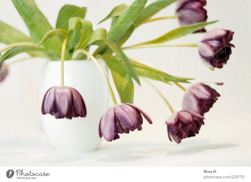 Still mit Tulpen II Blume Blühend verblüht ästhetisch violett weiß Vergänglichkeit Vase Farbfoto Innenaufnahme Textfreiraum unten Schwache Tiefenschärfe