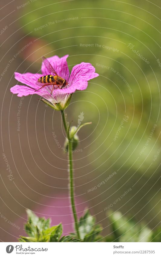 eine Schwebfliege als Wespe getarnt auf einem Storchschnabel Fliege Mimikry Schutzmimikry Schutzfarben Nachahmung Tarnung Täuschung Tarnmuster Farbmuster