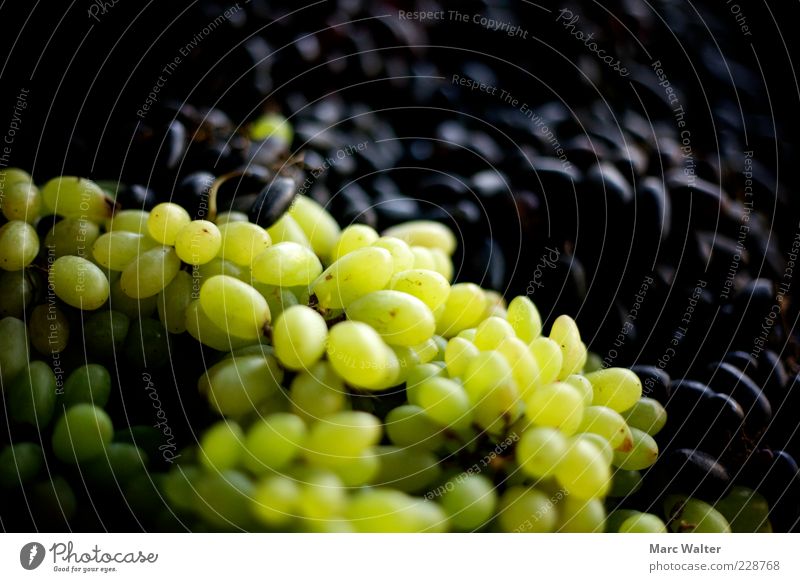 Fruchtig Lebensmittel Weintrauben Beeren Marktstand Bioprodukte Vegetarische Ernährung Gesundheit lecker saftig süß grün schwarz Natur Weinlese grün-gelb Haufen