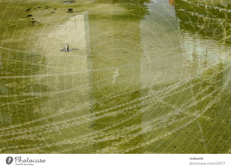Grüne Spuren Brunnen grün Chemnitz Teich Algen Muster obskur reif Wasser Boden Abdruck Reifenspuren