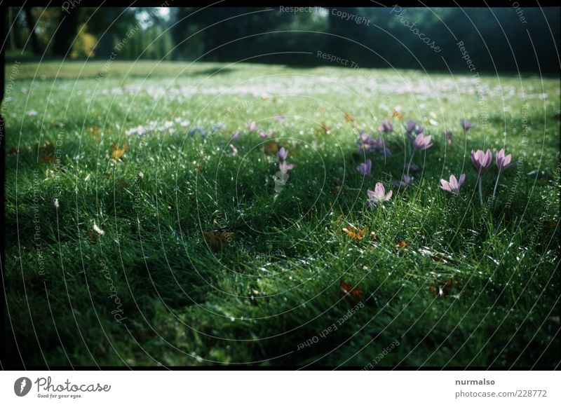 Vegetation, Future Natur Landschaft Pflanze Tier Blume Gras Park Wiese Zeichen Blühend Wachstum Duft Freundlichkeit Fröhlichkeit frisch schön Stimmung