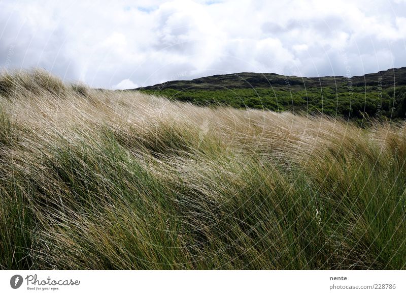 Calgary Landschaft Pflanze Wind Gras Hügel Dünengras Stranddüne braun grün Zufriedenheit Einsamkeit Natur Farbfoto Außenaufnahme Menschenleer Tag Totale Ferne