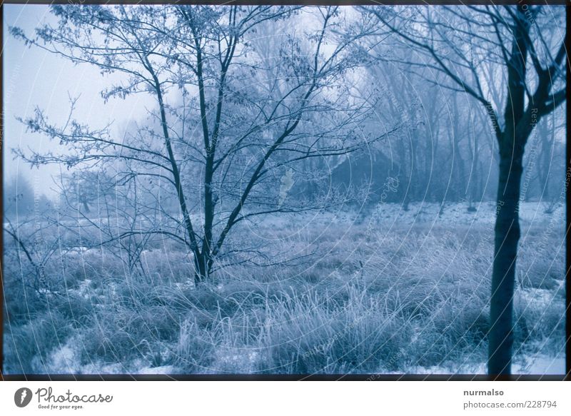 Kalt allein zu Haus Umwelt Natur Landschaft Pflanze Tier Winter Klima Schönes Wetter Nebel Eis Frost Baum Gras Garten Wiese frieren glänzend träumen ästhetisch