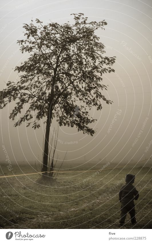 draufgänger Freizeit & Hobby Spielen Mensch Kind Kleinkind Kindheit Leben 1 1-3 Jahre Natur Landschaft Himmel Wolken Herbst schlechtes Wetter Nebel Pflanze Baum