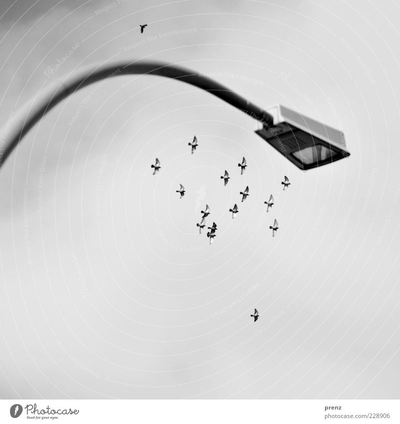 Schwarm Natur Tier Luft Himmel Wolken Vogel Taube Tiergruppe Stahl fliegen grau Lampe Laterne Laternenpfahl Bogen Beleuchtung Flügel Scheinwerfer Farbfoto
