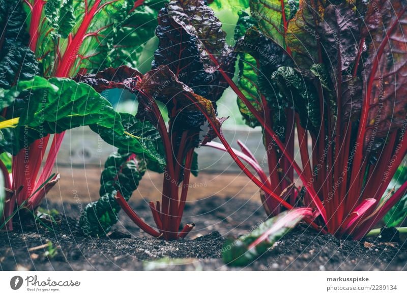 Mangold Urban Gardening Lebensmittel Gemüse Salat Salatbeilage Frucht Kräuter & Gewürze Bioprodukte Vegetarische Ernährung Diät Fasten Lifestyle Freude