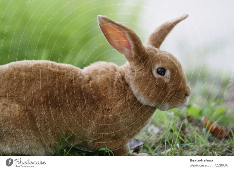 Licht in Sicht, Ostern naht! Natur Frühling Wiese Nutztier Wildtier Tiergesicht 1 entdecken ästhetisch schön braun Osterhase Hase & Kaninchen Hasenohren
