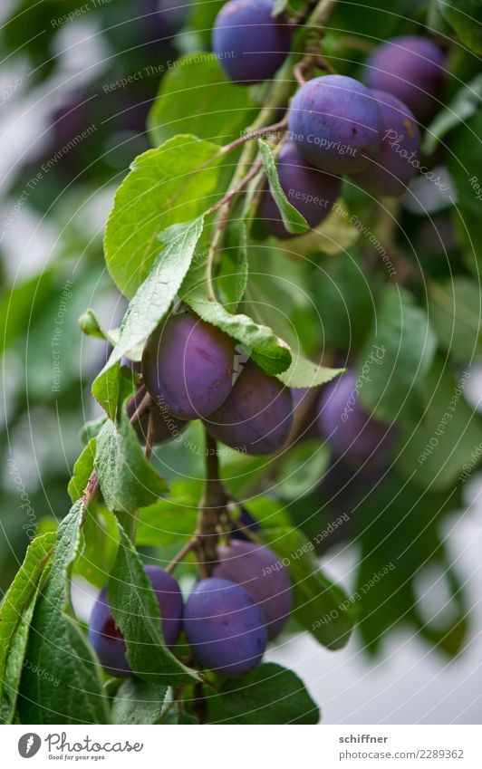 Es fruchtet... Lebensmittel Frucht Ernährung Pflanze Herbst Baum Blatt Nutzpflanze grün violett Pflaume Pflaumenbaum Pflaumenblatt Ernte Steinfrüchte Obstbaum