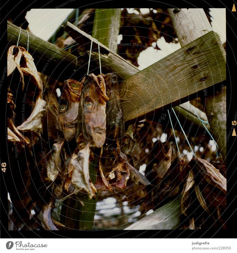Island Lebensmittel Fisch Ernährung dehydrieren dunkel trocken Stimmung Tod Fischkopf Auge Farbfoto Außenaufnahme Tag hängend trocknen Gerüst Menschenleer viele