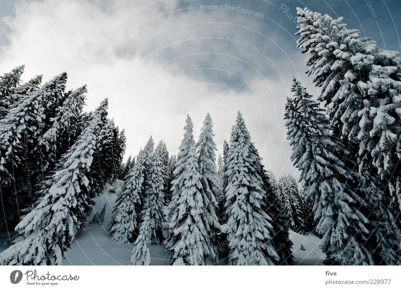 waldrand Natur Landschaft Himmel Wolken Winter Schönes Wetter Eis Frost Schnee Pflanze Baum Tanne Wald Hügel Alpen Berge u. Gebirge kalt Farbfoto Außenaufnahme