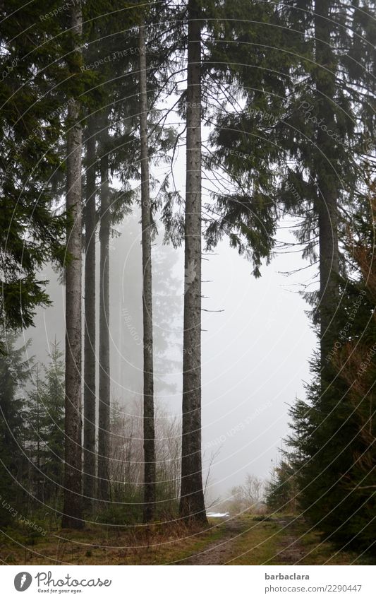 Winterausklang im Schwarzwald wandern Landschaft Urelemente Klima Nebel Schnee Baum Wald Wege & Pfade hoch kalt Stimmung Erholung Freizeit & Hobby Natur Umwelt