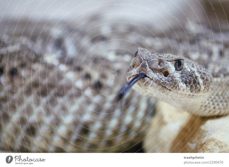Schlange Tier Wildtier 1 rebellisch braun Schutz "Muster," Zunge Klapperschlangen Schlangenmuster Farbfoto Detailaufnahme Menschenleer Unschärfe Tierporträt