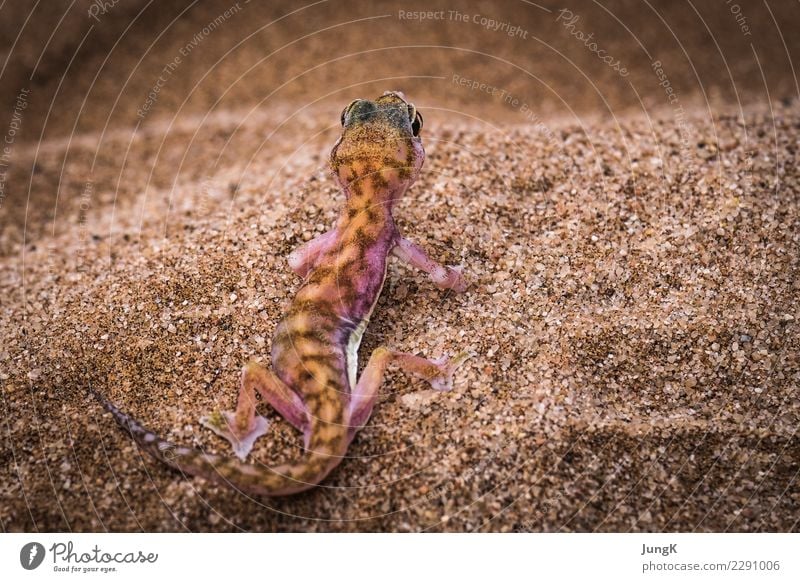 Ausblick Natur Tier Wüste Namib Namibia Wildtier Palmato Gecko 1 Sand Blick Abenteuer Farbfoto Außenaufnahme Textfreiraum rechts