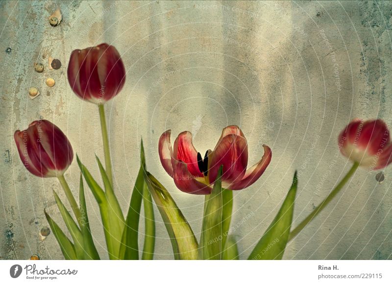 Im Auge des Betrachters Frühling Blume Tulpe verblüht grün rot Vergänglichkeit Composing Blüte welk Stengel Blatt Blütenblatt Hintergrund neutral Menschenleer