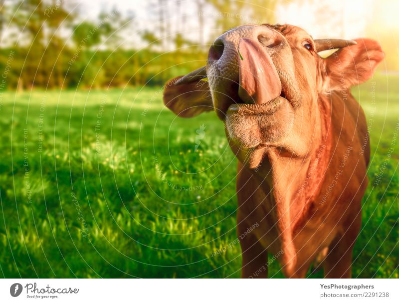 Lustiges Kalb, das heraus seine Zunge haftet Natur Frühling Schönes Wetter Tier Nutztier Kuh Freundlichkeit niedlich verrückt amüsant heimisch domestiziert