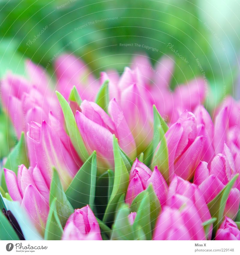 Happy Birthday Diegolino Pflanze Frühling Blume Tulpe Blatt Blüte Garten Blühend Duft Wachstum ästhetisch schön rosa Tulpenfeld Blumenstrauß Farbfoto mehrfarbig