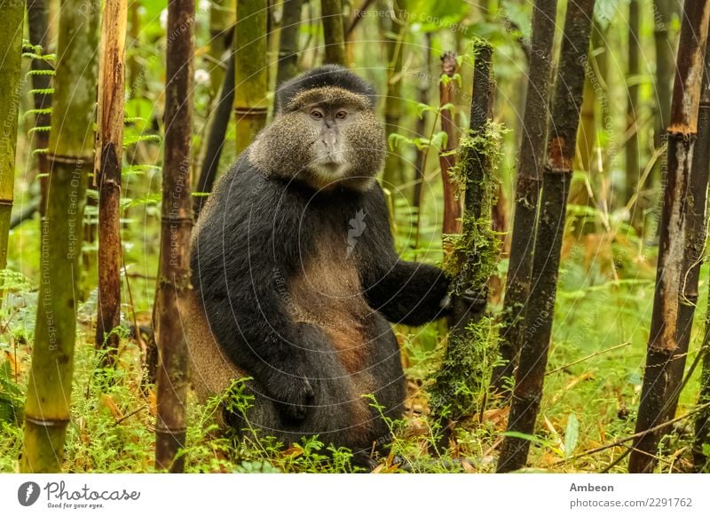 Ruandischer goldener Affe, der mitten in Bambuswald sitzt Gesicht Baby Natur Pflanze Tier Sommer Park Wald Haustier niedlich wild schwarz Farbe Tiere
