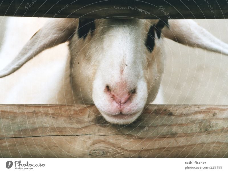 ein schaf. Tier Nutztier Tiergesicht Fell Zoo Streichelzoo Schaf Ohr Nase Maul 1 Blick Holz Balken gefleckt schwarz Säugetier Zaun Kopf rosa analog Schnauze