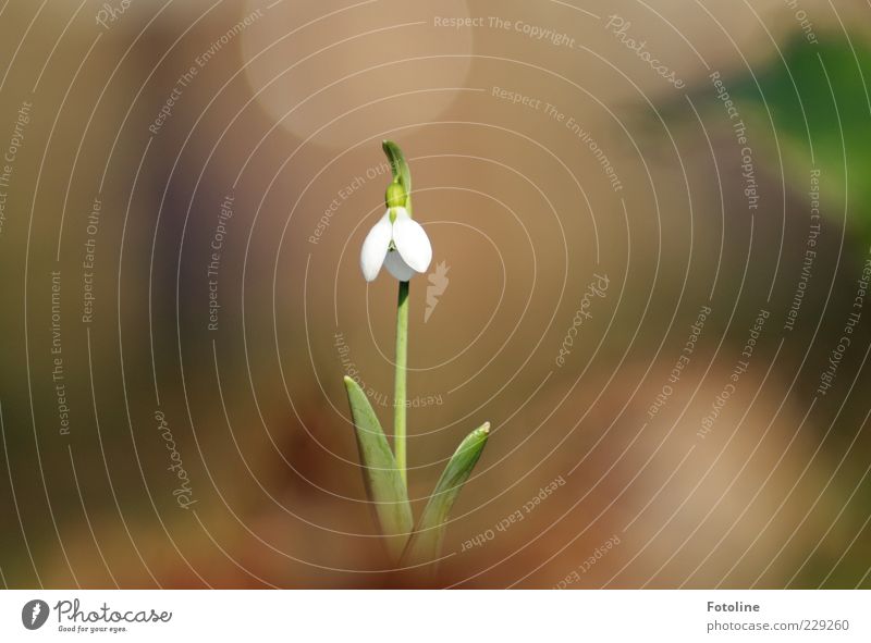 einsamer Frühlingsbote Umwelt Natur Pflanze Blume Blatt Blüte Wildpflanze hell natürlich braun grün weiß Schneeglöckchen Frühblüher Frühlingsblume Farbfoto