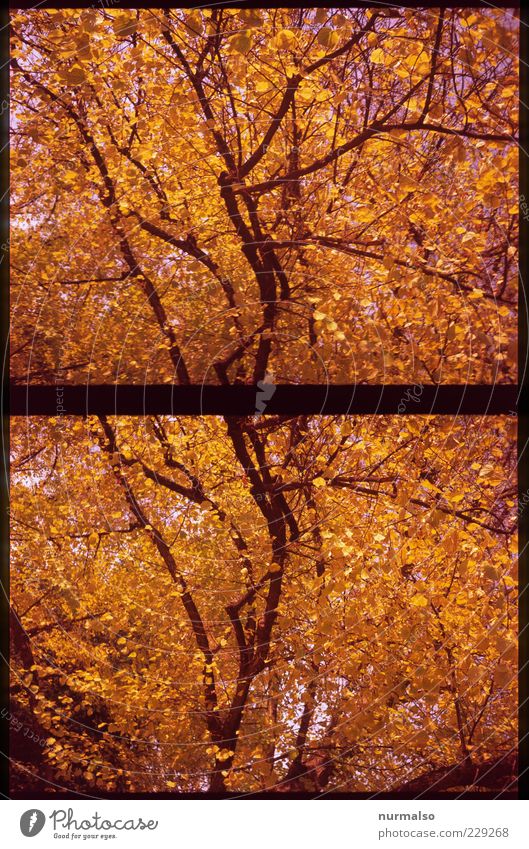 Goldene Träume Lifestyle Natur Herbst Schönes Wetter Baum glänzend leuchten Stimmung Beginn Duft einzigartig Ende Erholung Verfall Blatt Ast Farbfoto Experiment