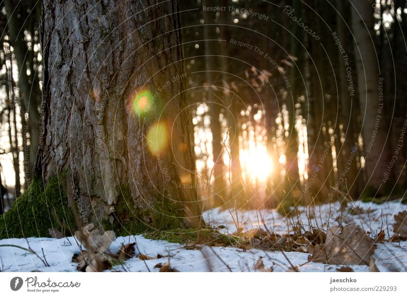 Kitsch im Winterwald II Umwelt Sonne Sonnenaufgang Sonnenuntergang Sonnenlicht Klima Wetter Schönes Wetter Eis Frost Schnee Baum Wald leuchten Waldboden