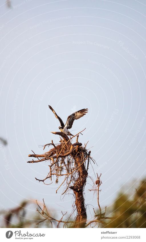 Fischadlervogel Pandion haliaetus baut sein Nest Natur Baum Tier Vogel 1 bauen braun Raptor Greifvogel Entenvögel Sanibel Island