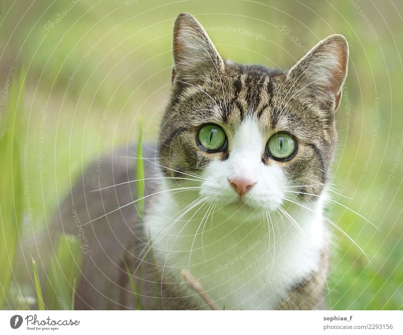 Katzenportrait in Wiese, verschwommener grüner Hintergrund Porträt Gras heimisch Feld Nahaufnahme Haustier Garten bezaubernd Erwachsener Tier niedlich Auge