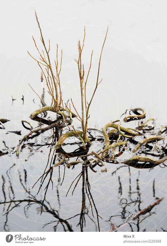 Schlangen Wasser Winter Pflanze Seeufer Moor Sumpf Teich Wachstum gekrümmt biegen Wurzel Wasserpflanze Ast Trieb Wurzelbildung Farbfoto Gedeckte Farben
