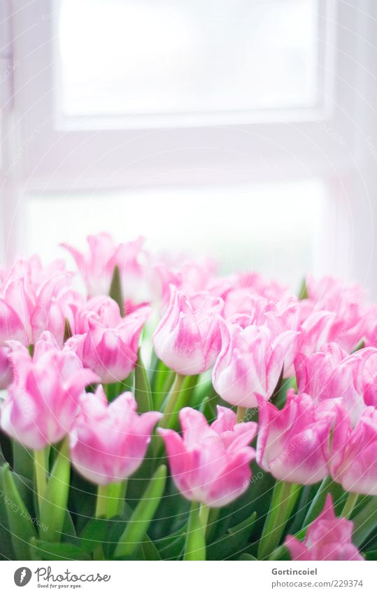 Willkommen Frühling Blume Tulpe Blüte Fröhlichkeit frisch Glück grün rosa Blumenstrauß Spitztulpen Tulpenblüte Fenster Frühlingsblume Farbfoto mehrfarbig