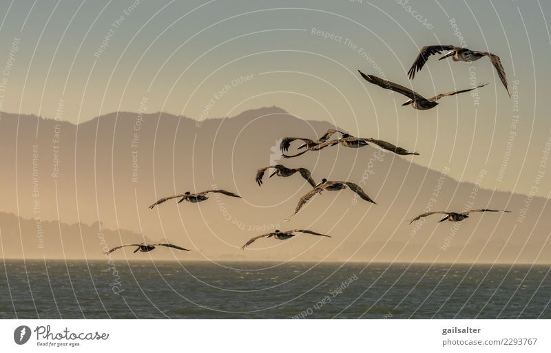 Eine fliegende Herde von Brown Pelikanen in der Dämmerung Natur Landschaft Tier Wasser Himmel Sommer Hügel Wellen Küste Wildtier Vogel Tiergruppe Schwarm