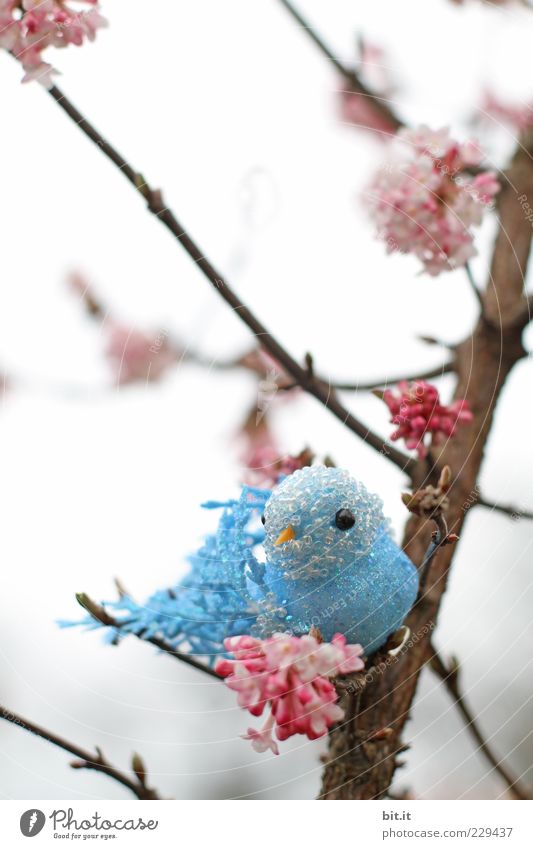 Hansi im Glück Baum Sträucher Blüte Vogel Dekoration & Verzierung Kitsch Krimskrams Souvenir Kunststoff blau rosa Wellensittich Kanarienvogel Kirschblüten