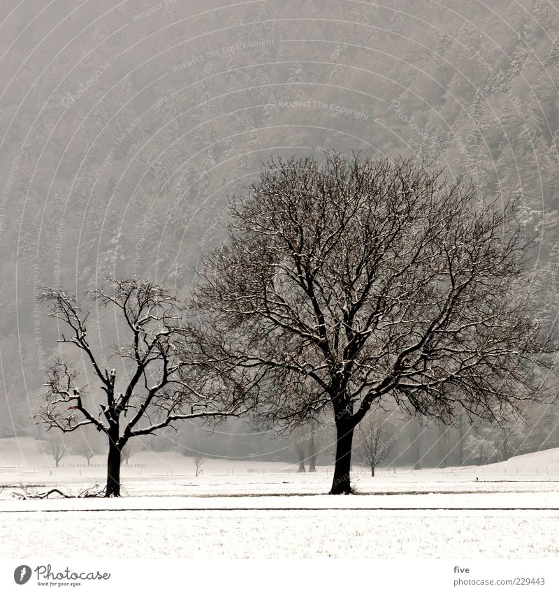 rise or fall Natur Landschaft Winter Nebel Pflanze Baum Wiese Feld Wald Hügel alt dunkel kalt groß stark Farbfoto Außenaufnahme Tag Licht Menschenleer laublos