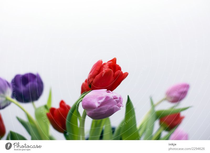 ein Tulpenbild Frühling Blume Blüte Blumenstrauß Blühend authentisch frisch natürlich grün violett rosa rot Stimmung Freiraum Frühlingsblume Frühlingsgefühle