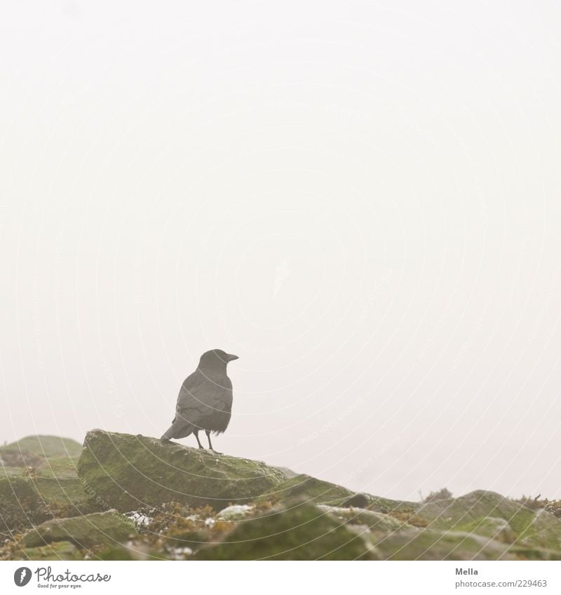 Warten Umwelt Natur Nebel Felsen Tier Vogel Krähe 1 Stein stehen frei natürlich trist grau ruhig Farbfoto Gedeckte Farben Außenaufnahme Menschenleer
