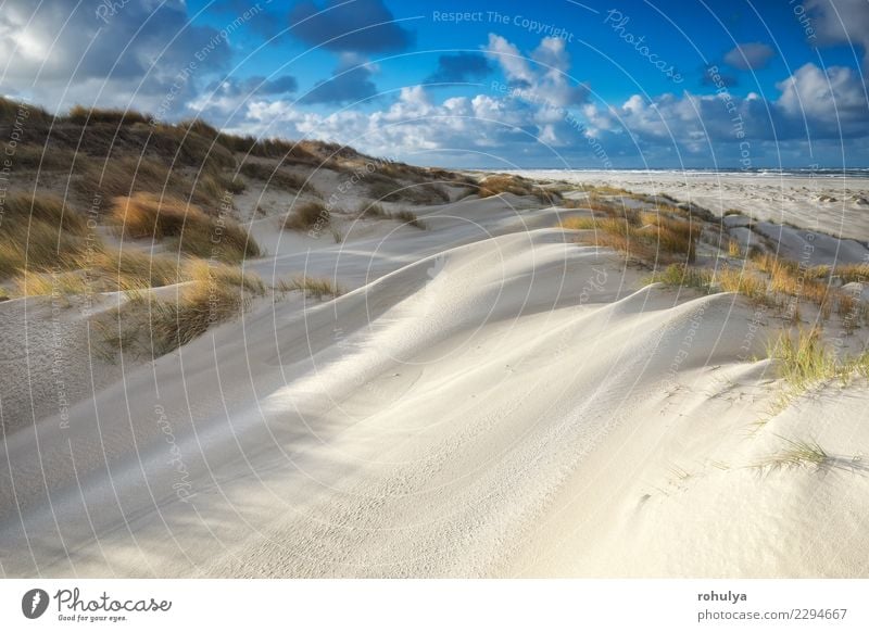 Sanddünen durch Nordseestrand am sonnigen Tag, Texel, die Niederlande schön Ferien & Urlaub & Reisen Sommer Strand Natur Landschaft Himmel Wolken Sonnenlicht
