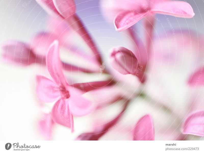 ein Hauch Frühling Natur Pflanze Blüte rosa Fliederbusch Blühend Blütenstiel Unschärfe Frühlingsblume Außenaufnahme Detailaufnahme Makroaufnahme Menschenleer
